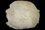 Fossil Tortoise (Stylemys) - Wyoming #143832-1